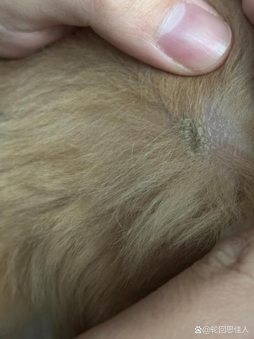 视频：狗狗长像结痂一样的小疙瘩是怎么回事？