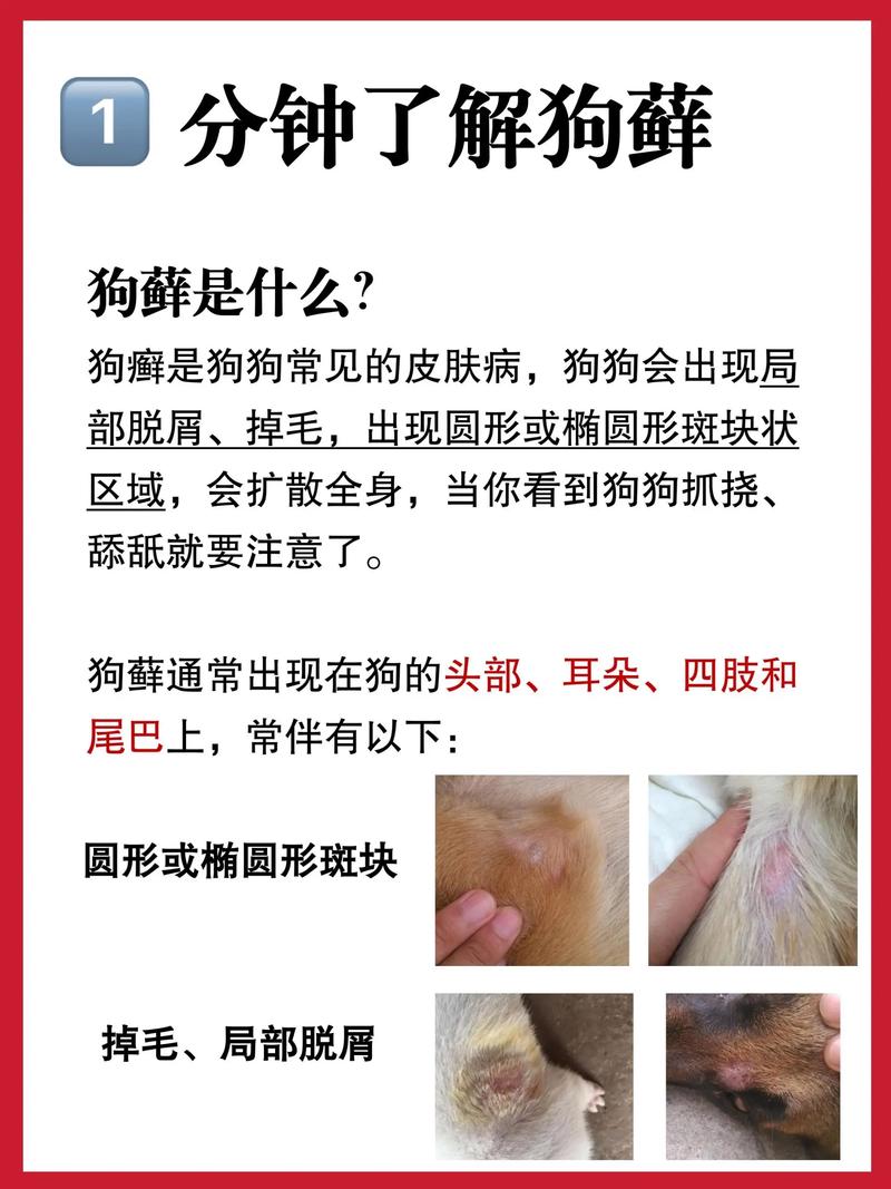 视频：狗狗长癣怎么去除干净呢？
