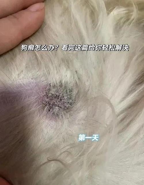 视频：狗狗长癣该怎么治疗？
