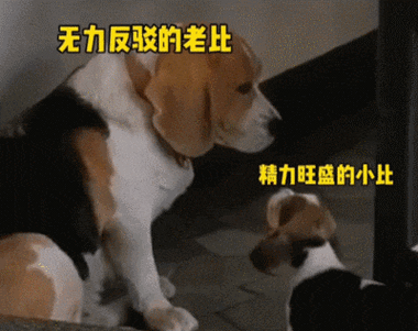 女子问谁能帮她遛狗，结果朋友们互相没通知都默默去她家遛狗！
