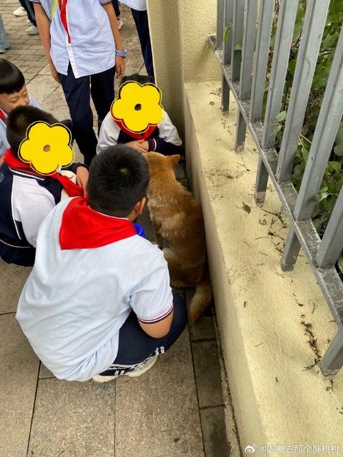 学生在拍毕业照，生活在校园的流浪狗坐到了最前排！
