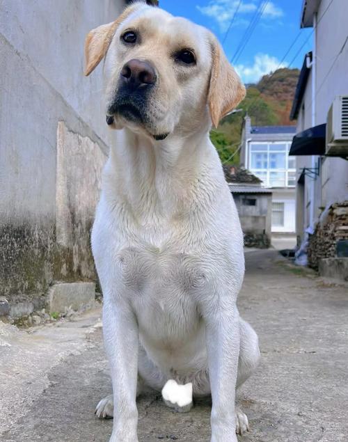 拉布拉多犬的致命缺点，你能忍吗？