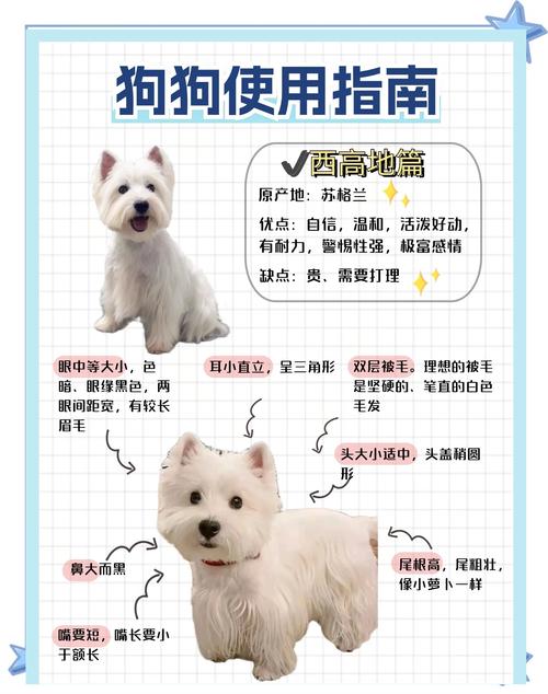 新手养狗必备的东西有哪些？新手宠物主看这篇教程！