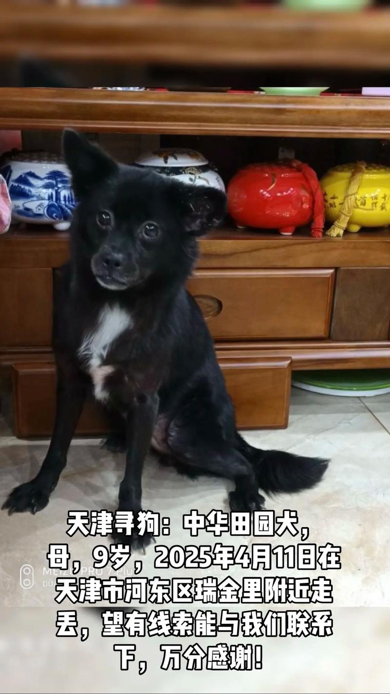 新规改写“土狗”命运：中华田园犬身价暴涨，部分烈性犬退场