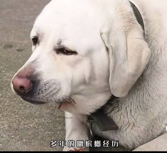 狗狗吃槟榔走红网络带货引发热议 兽医警告：严重可致命