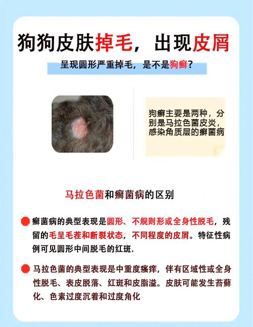狗狗得了皮肤病掉毛是正常的吗？