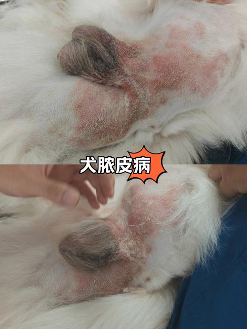 狗狗得皮肤病化脓了怎么办？