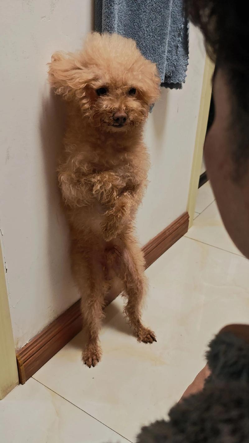 狗狗犯了错之后，自己默默走进笼子里，还吐舌头卖萌求主人原谅！