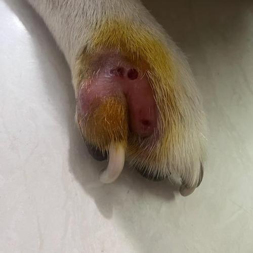 狗狗的爪子又红又肿是怎么回事？