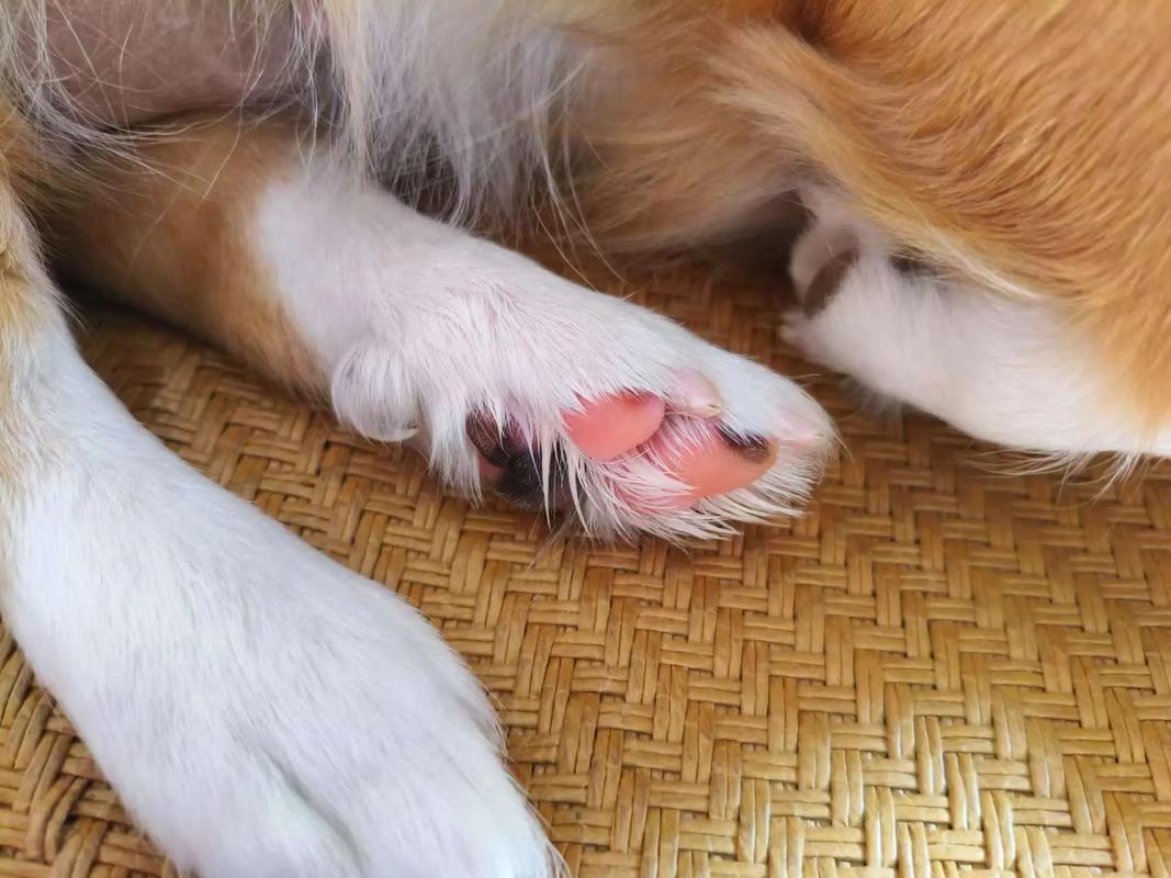 狗狗的爪子变红、瘙痒是怎么了呢？