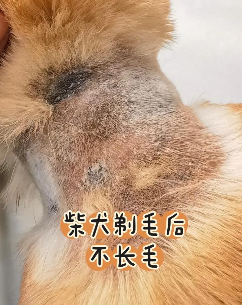视频：狗狗不长毛是怎么回事？