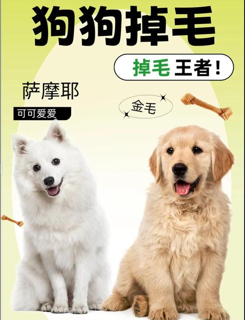 视频：狗狗严重掉毛是什么原因呢？
