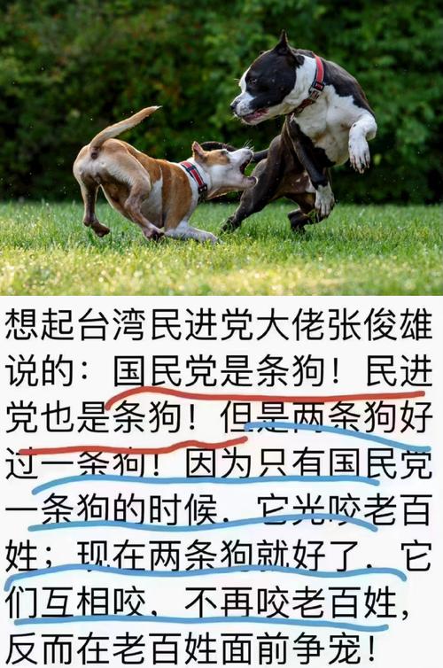 视频：狗狗为什么咬同类狗狗呢？