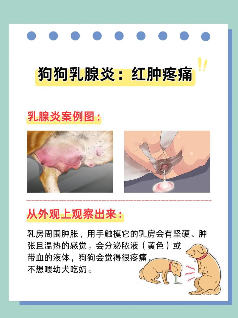 视频：狗狗乳头上有结痂是怎么回事呢？