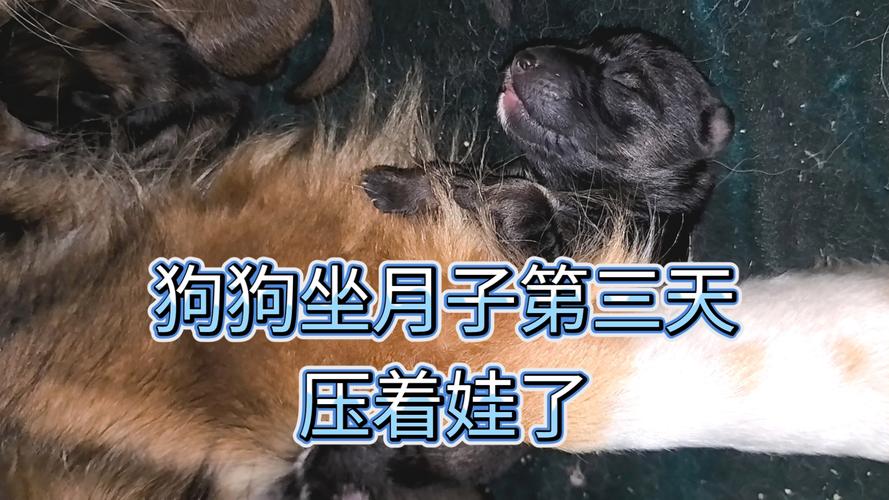 视频：狗狗产后需要坐月子吗？