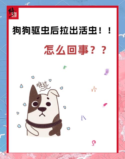 视频：狗狗体内驱虫后多久可以喝水？