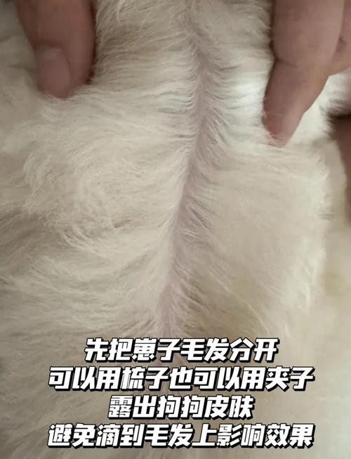 视频：狗狗体外驱虫1天就洗澡会怎么样？