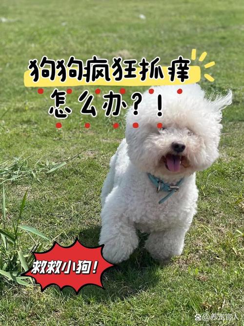 视频：狗狗全身又挠又啃是怎么回事呢？