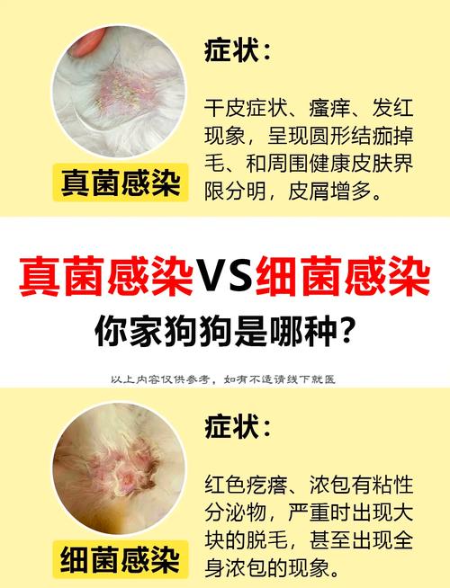 视频：狗狗出现皮肤病脱毛、瘙痒用什么药呢？