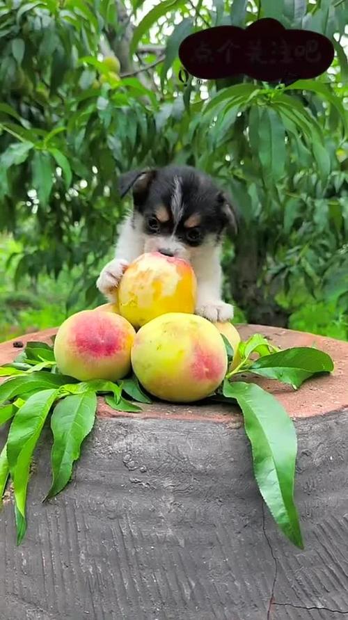 视频：狗狗吃桃子会怎么样？