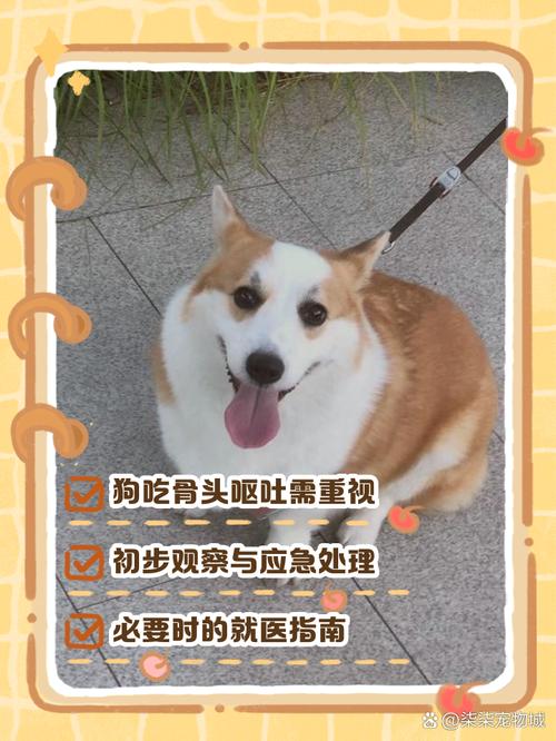 视频：狗狗吃骨头不消化有什么办法呢？
