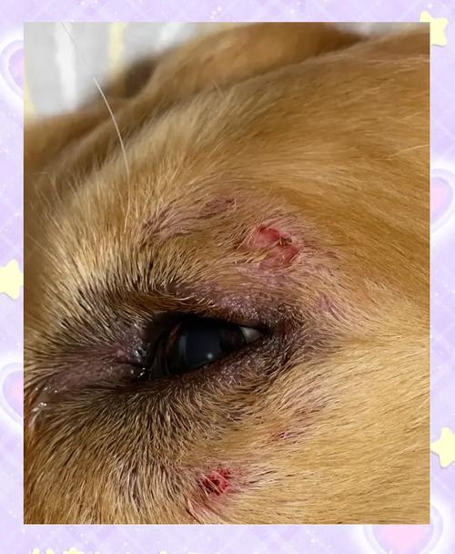 视频：狗狗尾巴得皮肤病溃疡怎么处理呢？