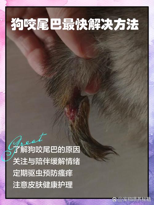 视频：狗狗尾巴有一块红红的、瘙痒是怎么了呢？