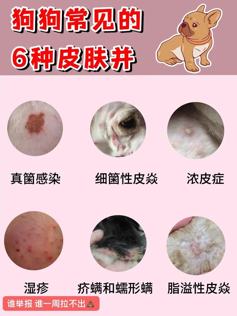 视频：狗狗得了化脓性湿疹有什么症状？