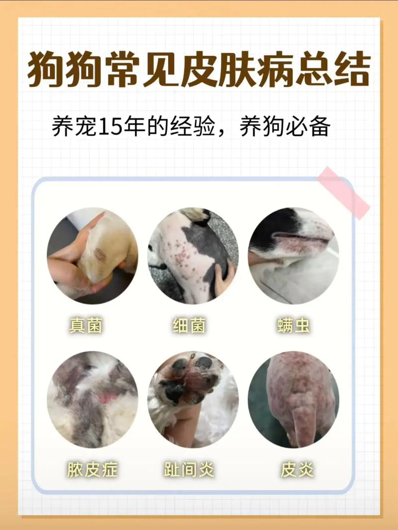 视频：狗狗得了皮肤病全身都黑了怎么办呢？