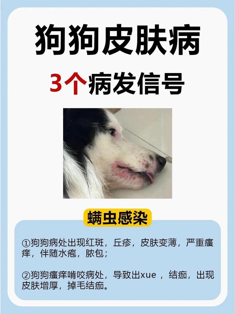视频：狗狗得了皮肤病很痒该怎么办？