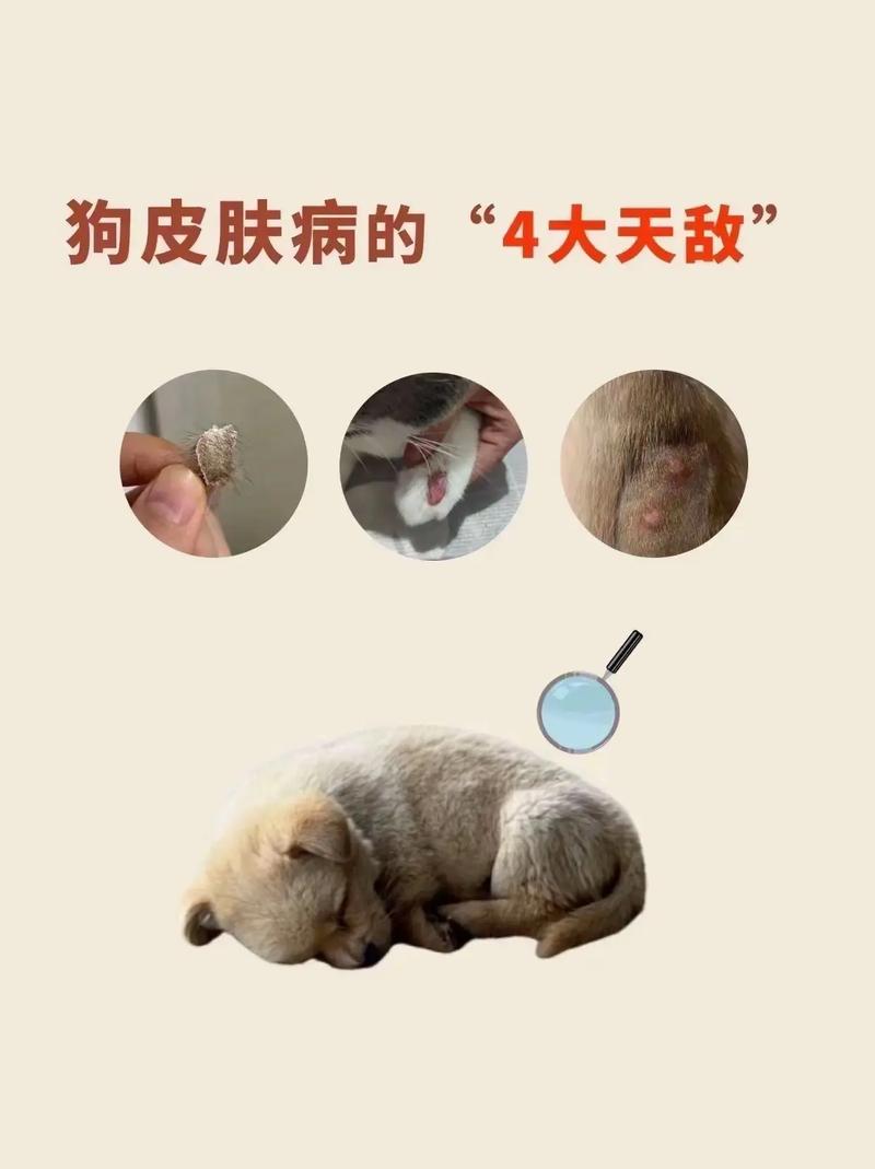视频：狗狗得了皮肤病腐烂了怎么办呢？
