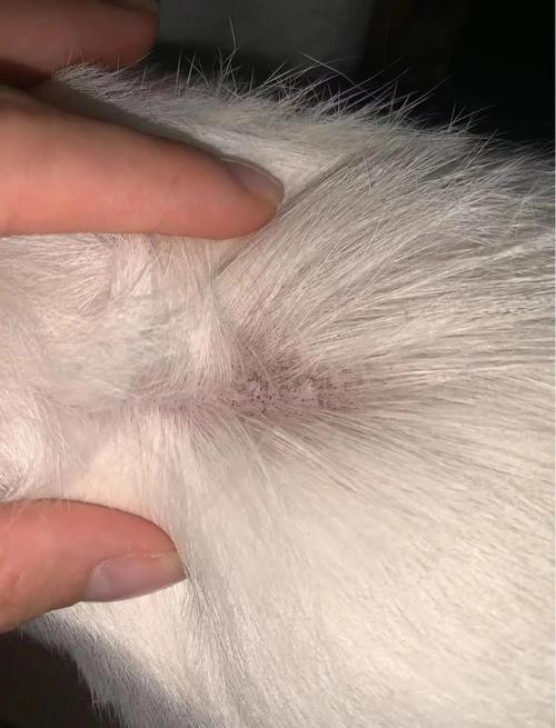 视频：狗狗毛囊炎的症状有哪些？