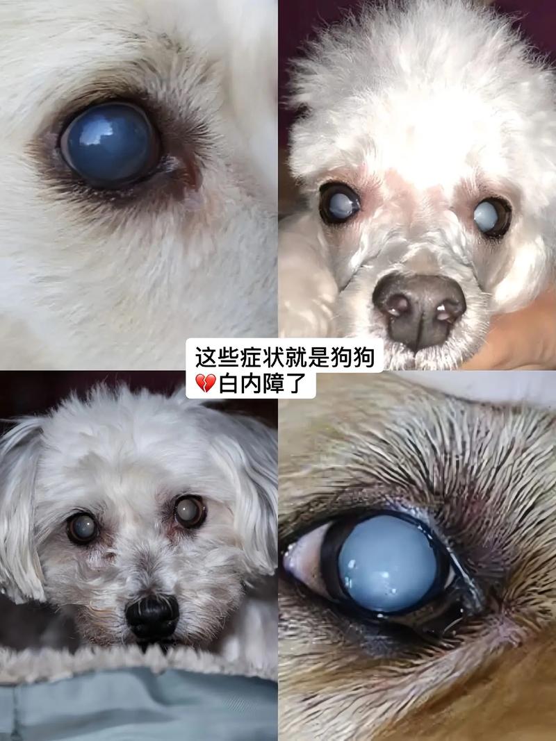 视频：狗狗白内障后多久会失明？