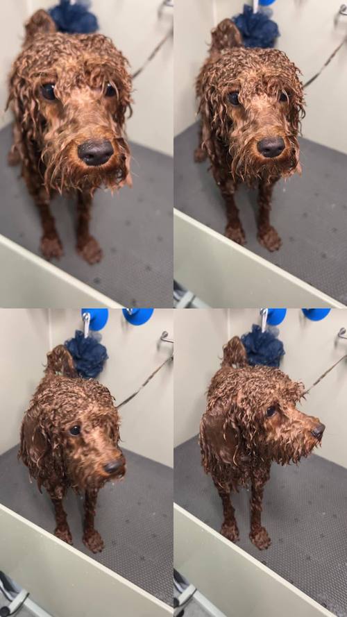 视频：狗狗的毛发潮湿会怎么样？