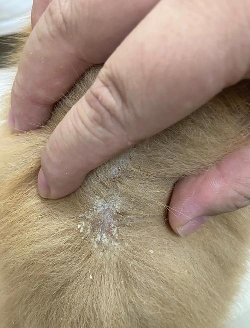 视频：狗狗的皮肤发红、掉毛、有皮屑是怎么回事？