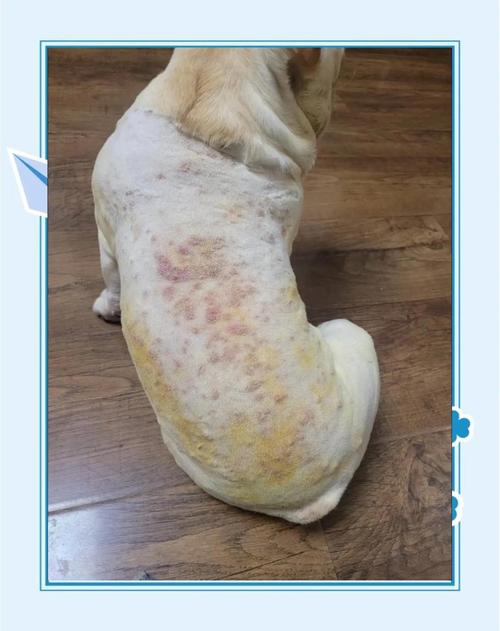 视频：狗狗的皮肤掉毛得了皮肤病怎么办？