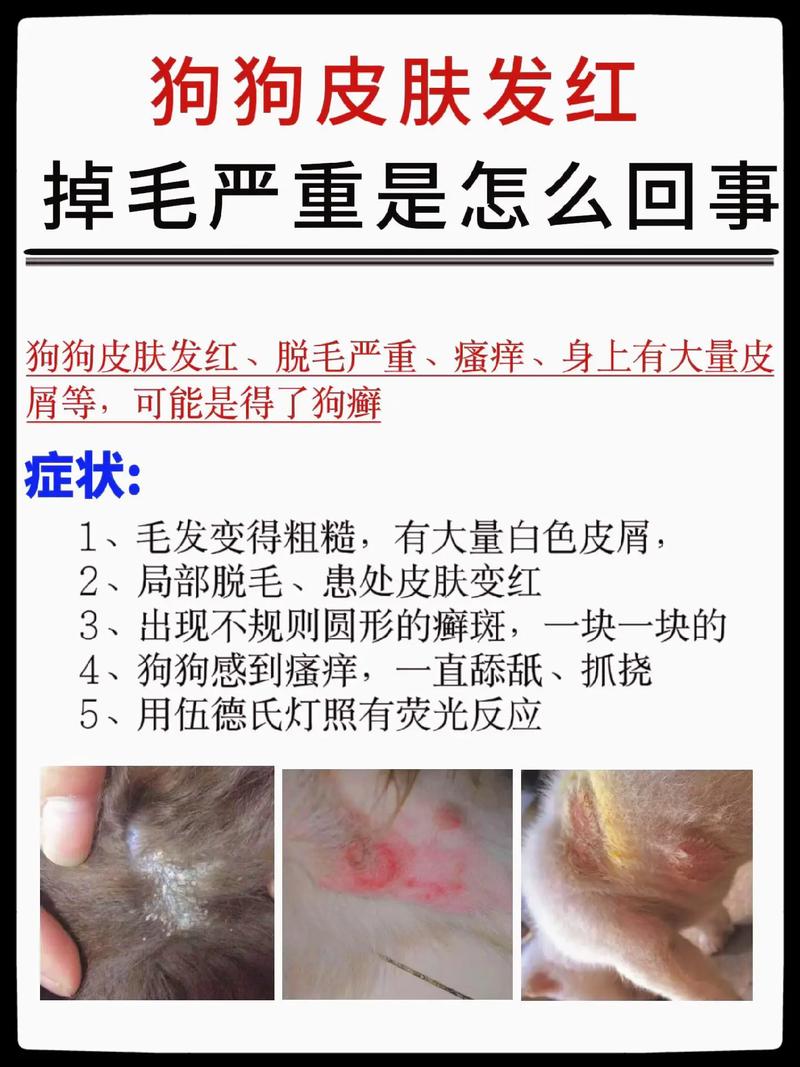 视频：狗狗皮肤掉毛、发红、溃疡是怎么回事呢？