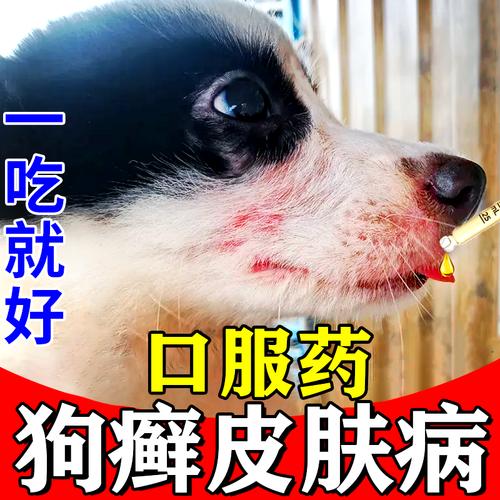 视频：狗狗皮肤掉毛、发红、瘙痒用什么药？
