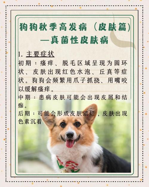 视频：狗狗皮肤病身上瘙痒该怎么办呢？
