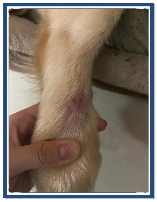 视频：狗狗皮肤秃了一块怎么办？