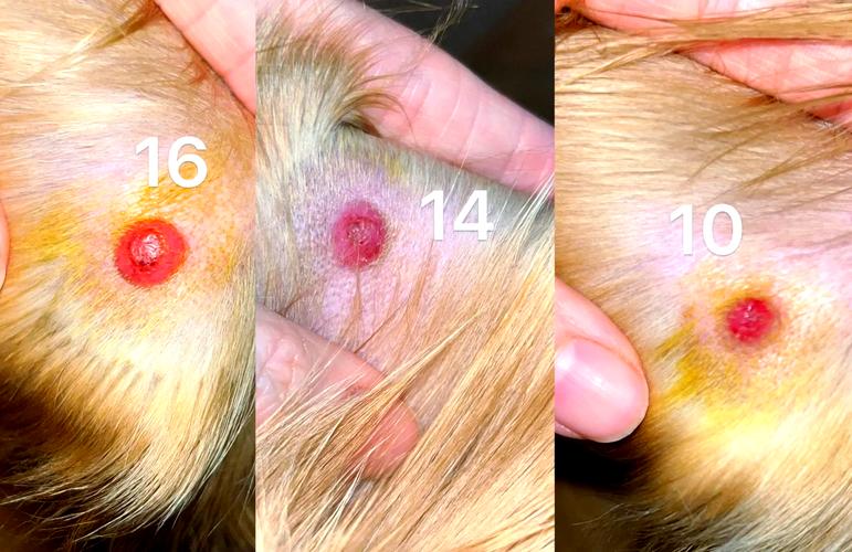 视频：狗狗皮肤起红点多久才能好？