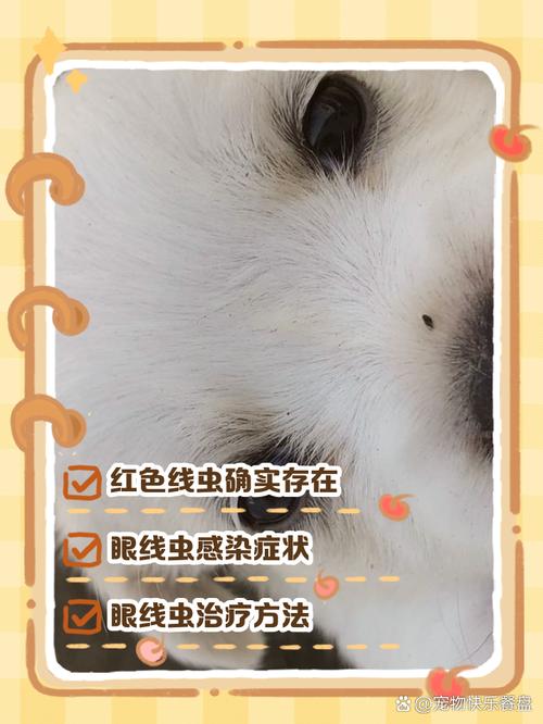 视频：狗狗眼睛里有虫是怎么回事？