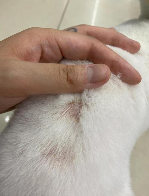 视频：狗狗耳朵长癣掉毛该怎么办？