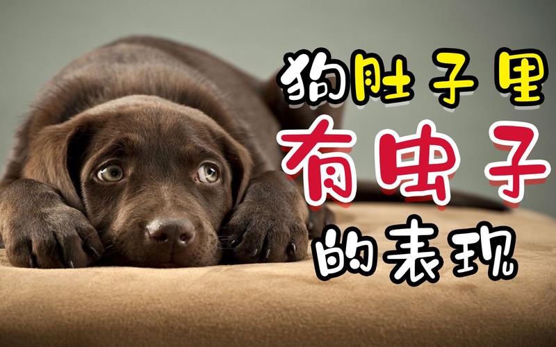 视频：狗狗肚里有虫会怎么样？