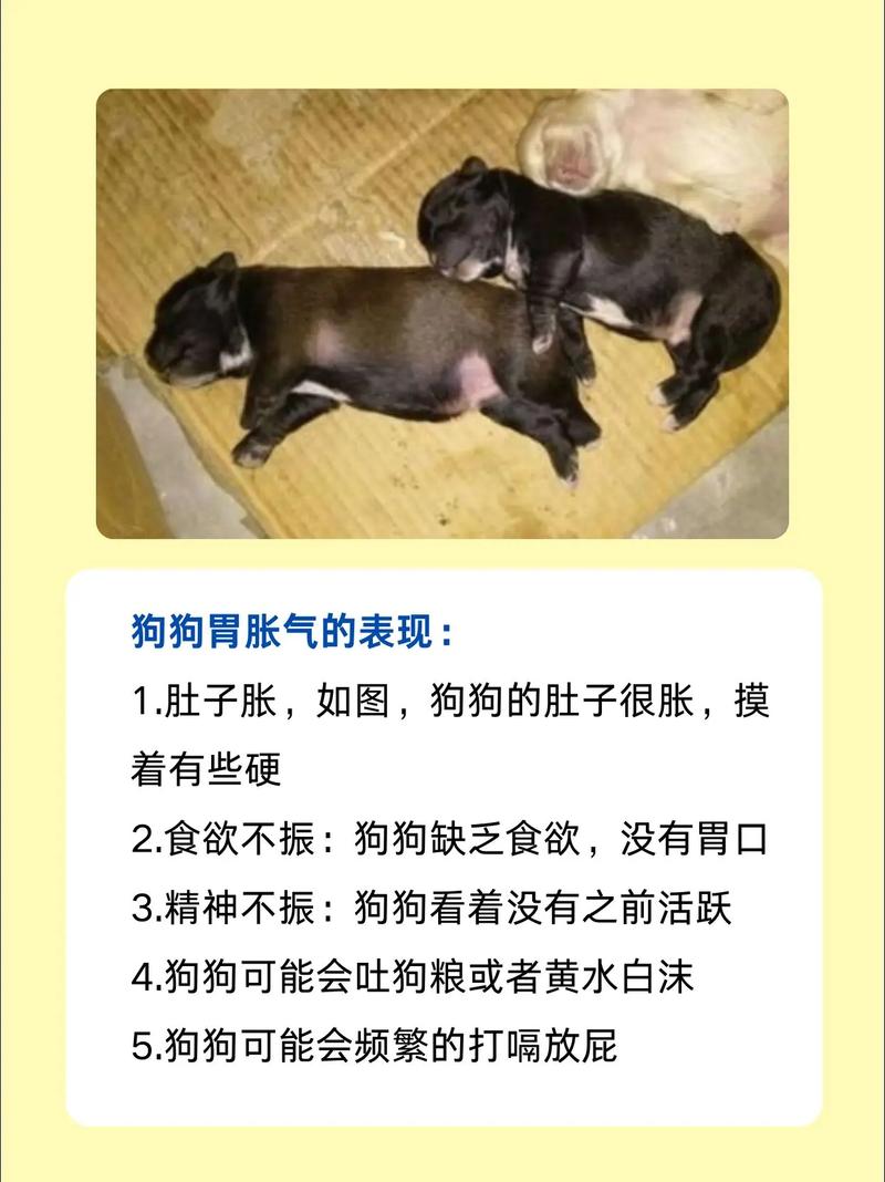 视频：狗狗胃胀气是怎么样的呢？