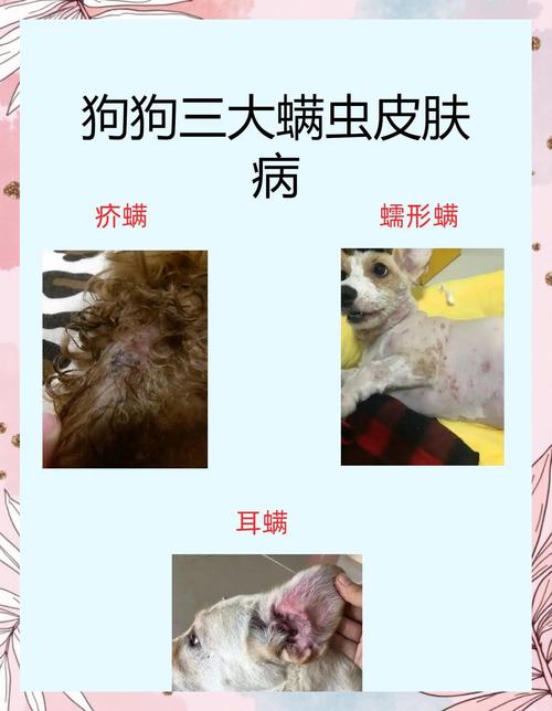 视频：狗狗螨虫皮肤病该怎么治疗呢？