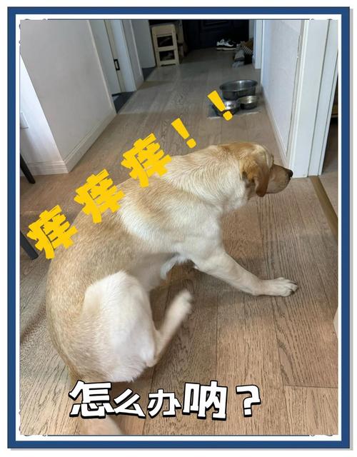 视频：狗狗身上一直很痒是怎么了？