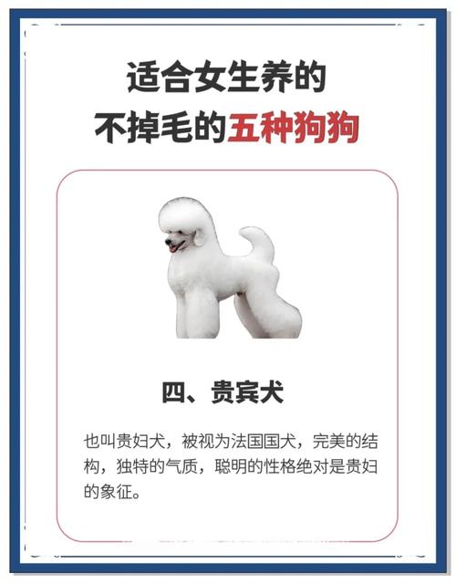 视频：狗狗身上不长毛是什么原因呢？