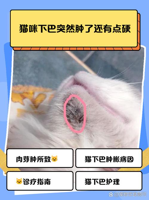 视频：猫咪的下巴长了红疙瘩是怎么回事呢？