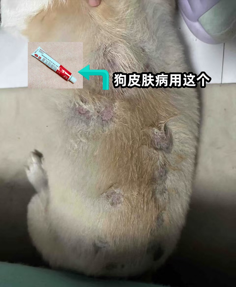 视频：狗狗身上掉了一块毛用什么药？